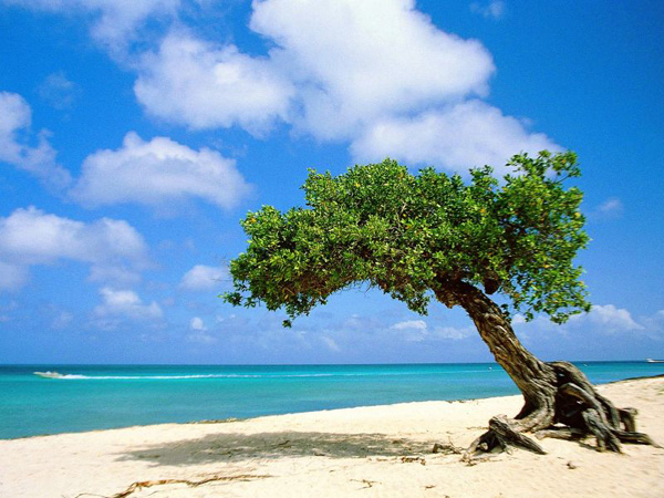 Arbol en la Playa