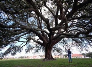 arbol amigos