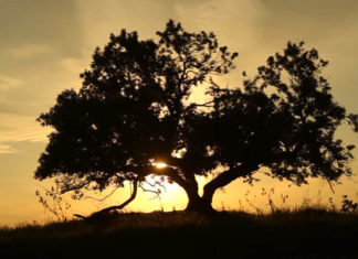 arbol preocupaciones