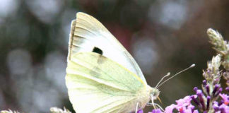 mariposa blanca